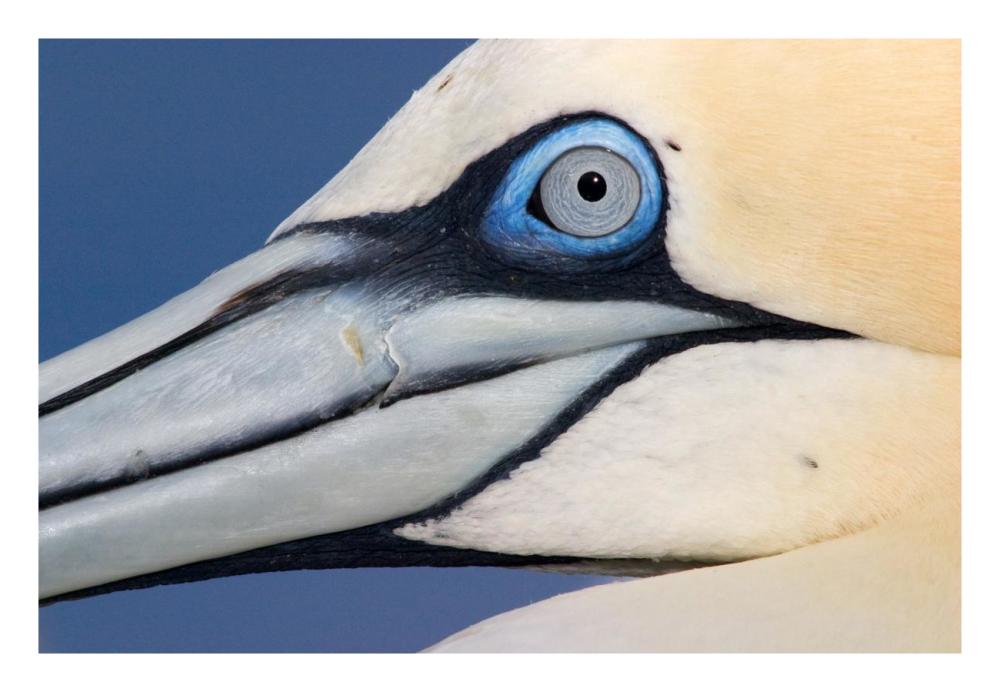 Northern Gannet Profile, Saltee Islands, Ireland-Paper Art-26,,X18,,