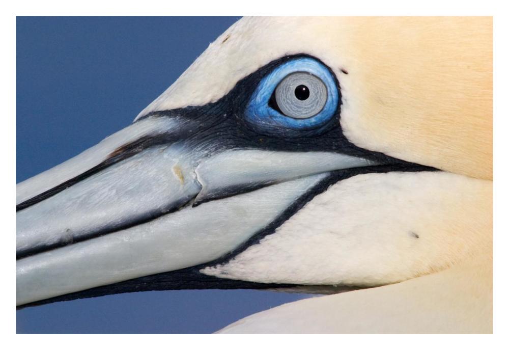Northern Gannet Profile, Saltee Islands, Ireland-Paper Art-32,,X22,,