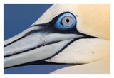 Northern Gannet Profile, Saltee Islands, Ireland-Paper Art-32,,X22,,
