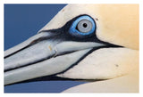 Northern Gannet Profile, Saltee Islands, Ireland-Paper Art-38,,X26,,