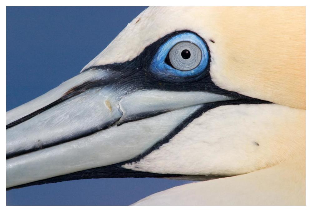 Northern Gannet Profile, Saltee Islands, Ireland-Paper Art-50,,X34,,