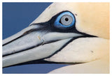 Northern Gannet Profile, Saltee Islands, Ireland-Paper Art-50,,X34,,