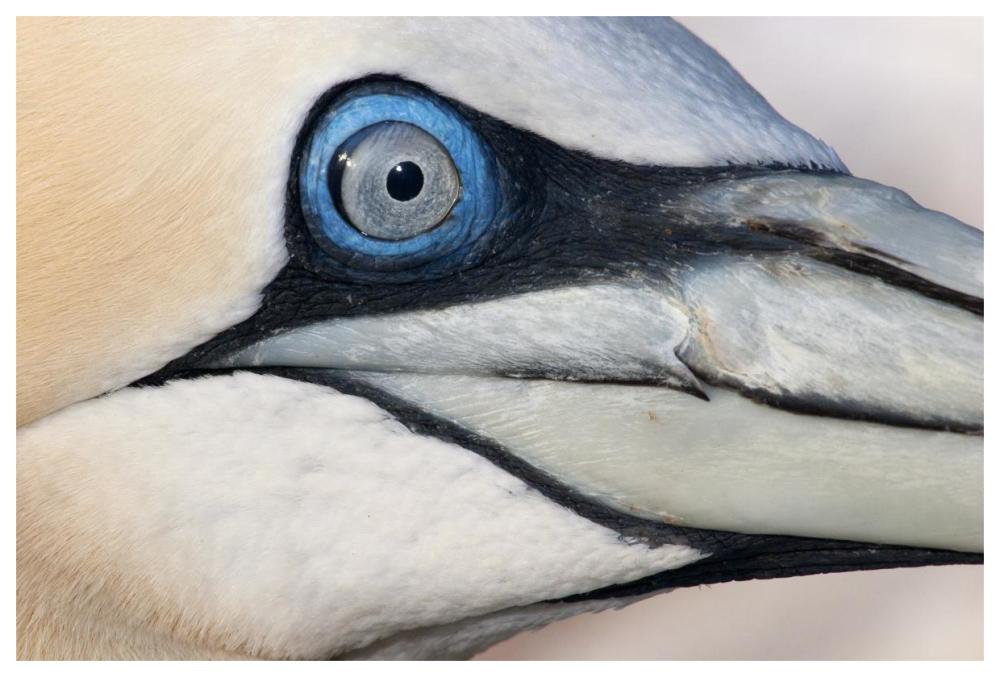 Northern Gannet Profile, Saltee Islands, Ireland-Paper Art-62,,X42,,