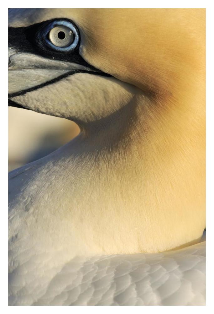 Northern Gannet Up Close, Saltee Islands, Ireland-Paper Art-14,,X20,,
