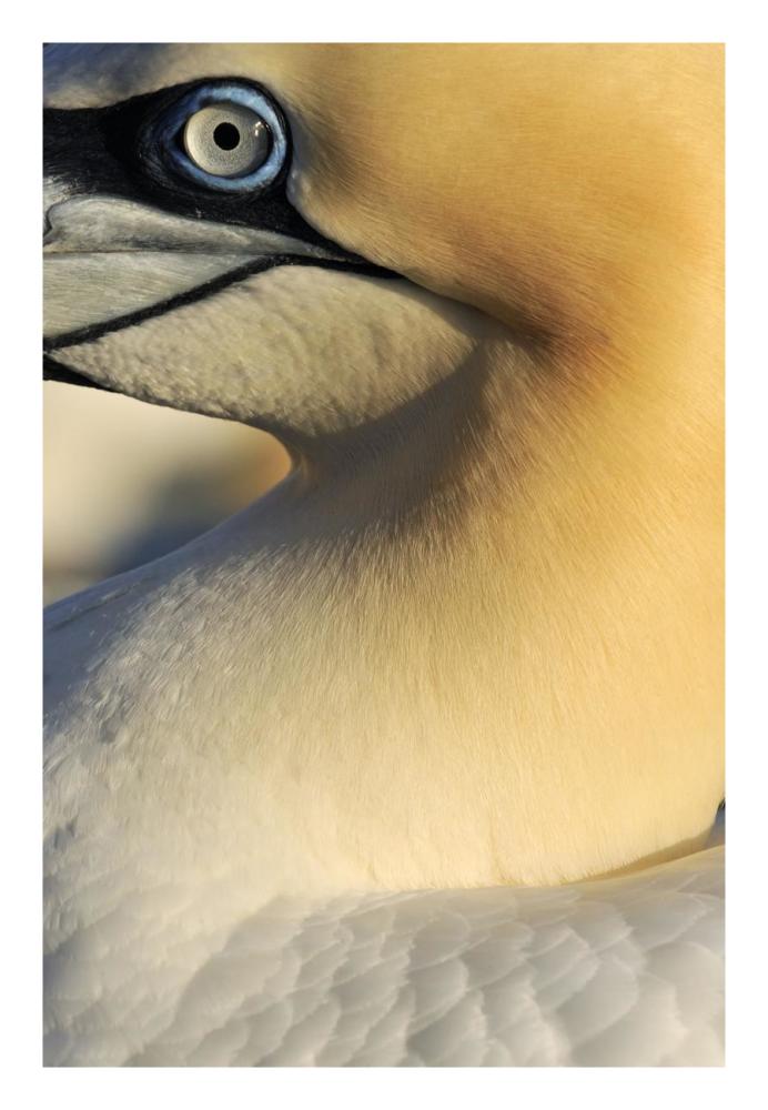 Northern Gannet Up Close, Saltee Islands, Ireland-Paper Art-18,,X26,,