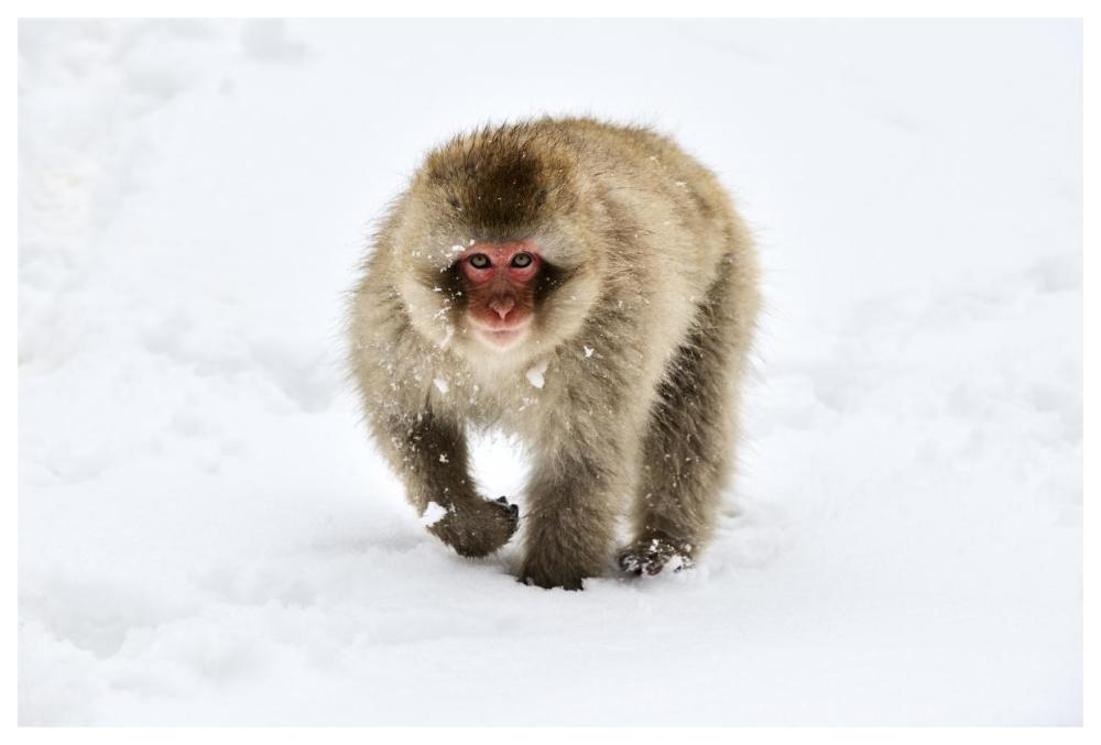 Japanese Macaque Walking Through The Snow, Jigokudani Joshinetsu Kogen National Park, Japan-Paper Art-62,,X42,,