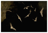 Brazilian Free-Tailed Bat Group Emerging From James Eckert River Bat Cave At Dusk, Texas-Paper Art-50,,X34,,
