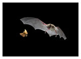 Little Brown Bat Pursues A Forest Moth-Paper Art-32,,X23.3,,