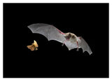 Little Brown Bat Pursues A Forest Moth-Paper Art-38,,X27.6,,