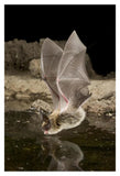 Western Long-Eared Myotis, High-Desert Transition Zone In The Deschutes National Forest, Oregon-Paper Art-14,,X20,,