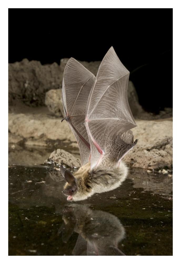 Western Long-Eared Myotis, High-Desert Transition Zone In The Deschutes National Forest, Oregon-Paper Art-22,,X32,,