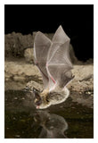Western Long-Eared Myotis, High-Desert Transition Zone In The Deschutes National Forest, Oregon-Paper Art-22,,X32,,