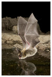 Western Long-Eared Myotis, High-Desert Transition Zone In The Deschutes National Forest, Oregon-Paper Art-34,,X50,,