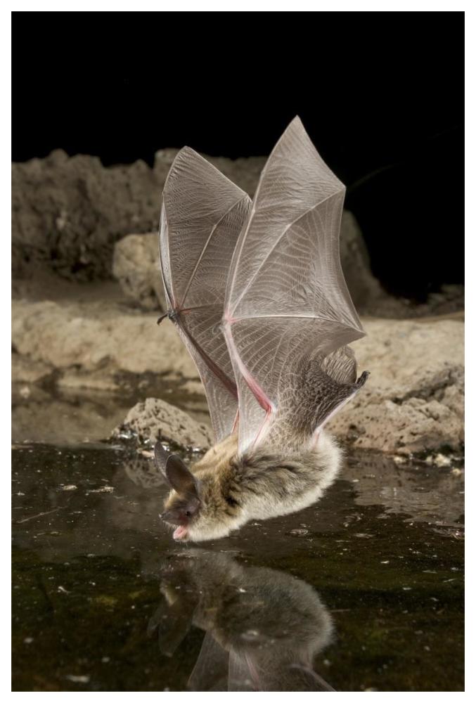 Western Long-Eared Myotis, High-Desert Transition Zone In The Deschutes National Forest, Oregon-Paper Art-42,,X62,,