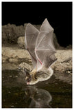 Western Long-Eared Myotis, High-Desert Transition Zone In The Deschutes National Forest, Oregon-Paper Art-42,,X62,,
