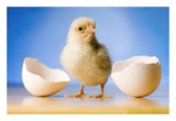 Domestic Chicken, Banty Morph, Hatchling With Egg Shell-Paper Art-26,,X18,,