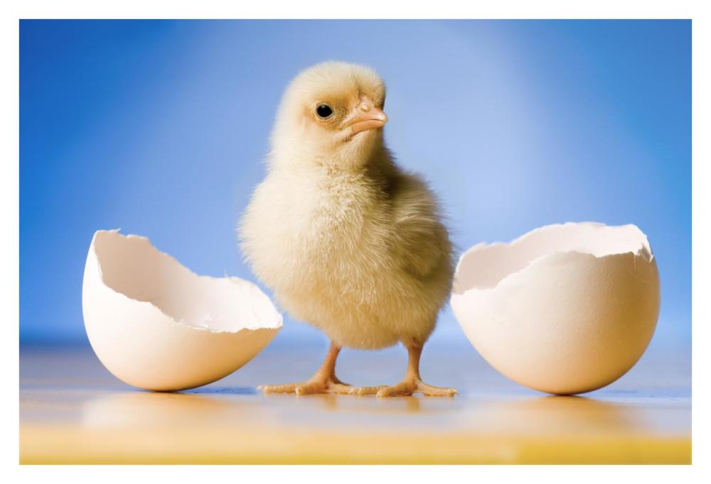 Domestic Chicken, Banty Morph, Hatchling With Egg Shell-Paper Art-38,,X26,,