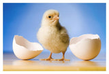 Domestic Chicken, Banty Morph, Hatchling With Egg Shell-Paper Art-38,,X26,,