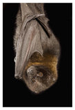 Rodrigues Flying Fox Roosting, Native To Rodrigues Island-Paper Art-14,,X20,,