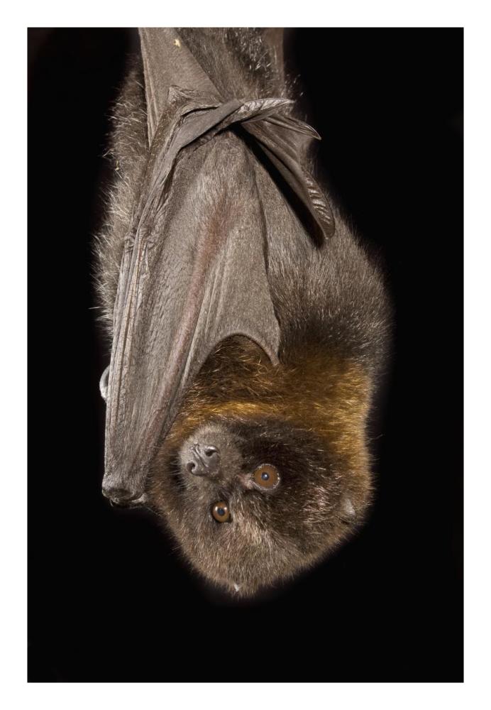 Rodrigues Flying Fox Roosting, Native To Rodrigues Island-Paper Art-18,,X26,,