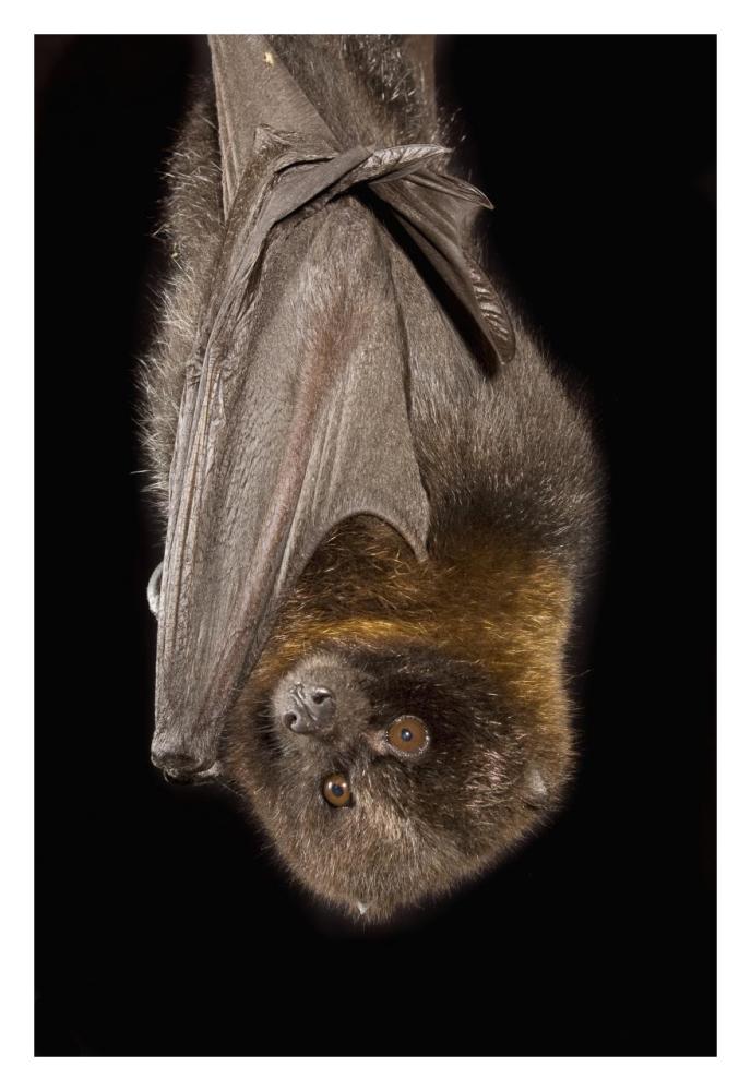 Rodrigues Flying Fox Roosting, Native To Rodrigues Island-Paper Art-22,,X32,,