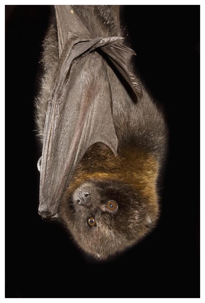 Rodrigues Flying Fox Roosting, Native To Rodrigues Island-Paper Art-42,,X62,,