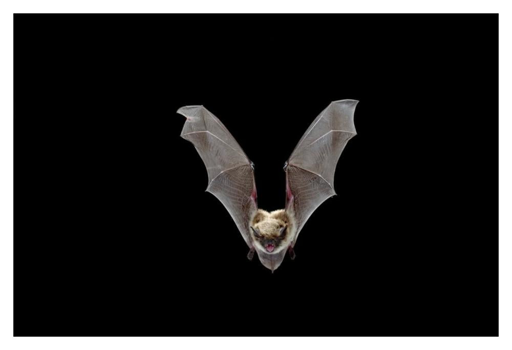 Yuma Myotis Bat, Female Flying, Drake Creek, Lake County, Oregon-Paper Art-20,,X14,,