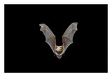 Yuma Myotis Bat, Female Flying, Drake Creek, Lake County, Oregon-Paper Art-26,,X18,,