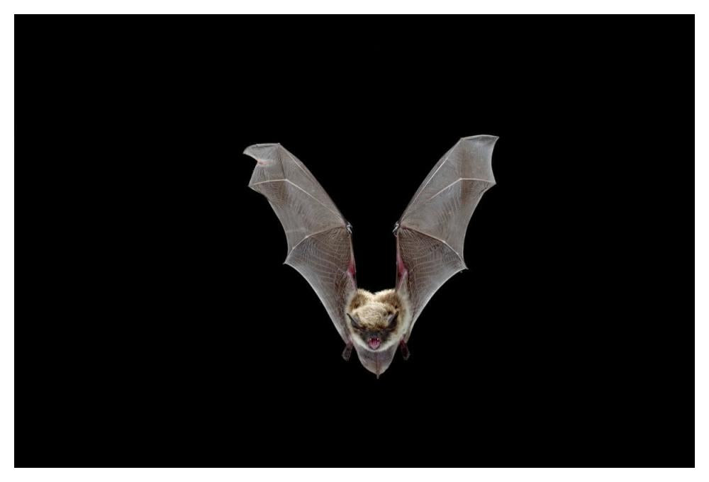 Yuma Myotis Bat, Female Flying, Drake Creek, Lake County, Oregon-Paper Art-50,,X34,,