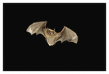 Little Brown Bat Flying At Night, Coconino National Forest, Arizona-Paper Art-20,,X14,,