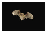 Little Brown Bat Flying At Night, Coconino National Forest, Arizona-Paper Art-26,,X18,,