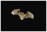 Little Brown Bat Flying At Night, Coconino National Forest, Arizona-Paper Art-62,,X42,,