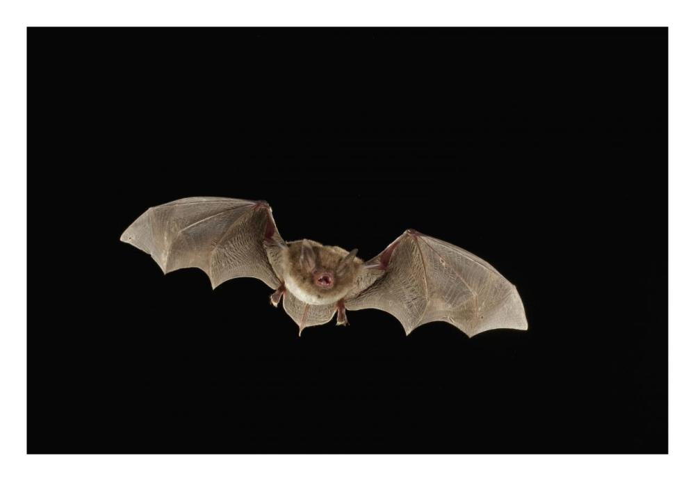 Southeastern Myotis Bat Flying At Night, Big Thicket National Preserve, Texas-Paper Art-26,,X18,,