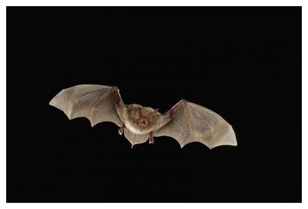 Southeastern Myotis Bat Flying At Night, Big Thicket National Preserve, Texas-Paper Art-50,,X34,,