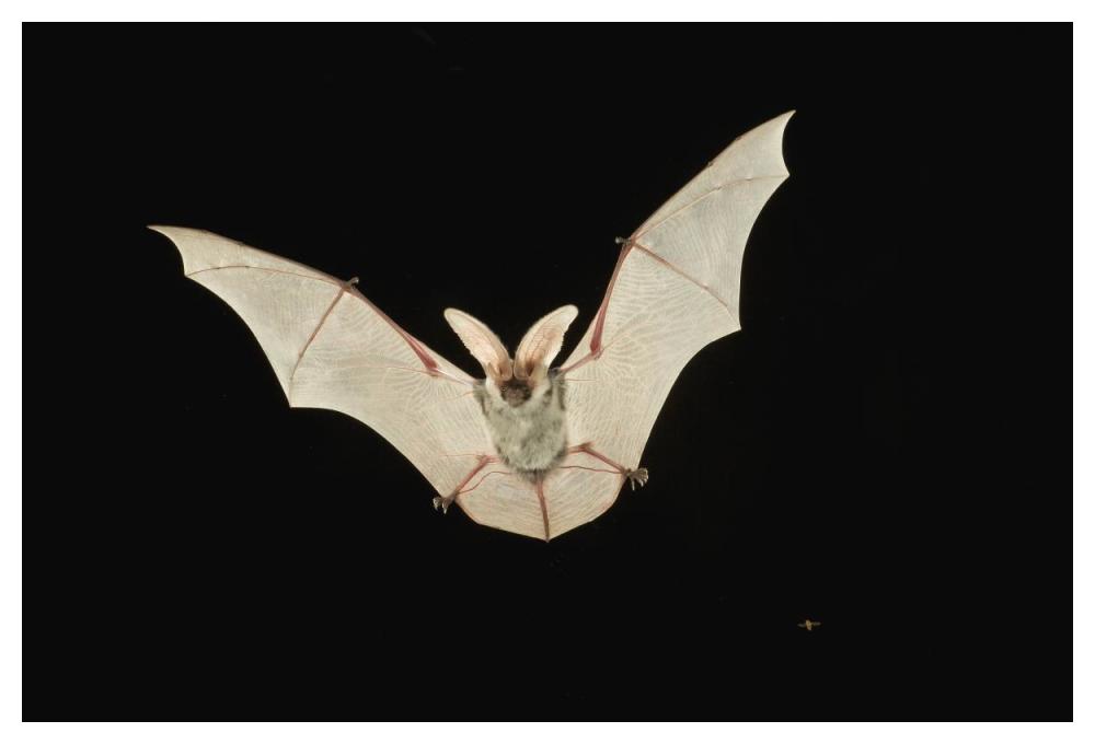 Spotted Bat Flying At Night Near The Edge Of The Grand Canyon, Kaibab National Forest, Arizona-Paper Art-50,,X34,,