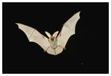 Spotted Bat Flying At Night Near The Edge Of The Grand Canyon, Kaibab National Forest, Arizona-Paper Art-50,,X34,,