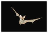 Spotted Bat Flying At Night Near The Edge Of The Grand Canyon, Kaibab National Forest, Arizona-Paper Art-38,,X26,,