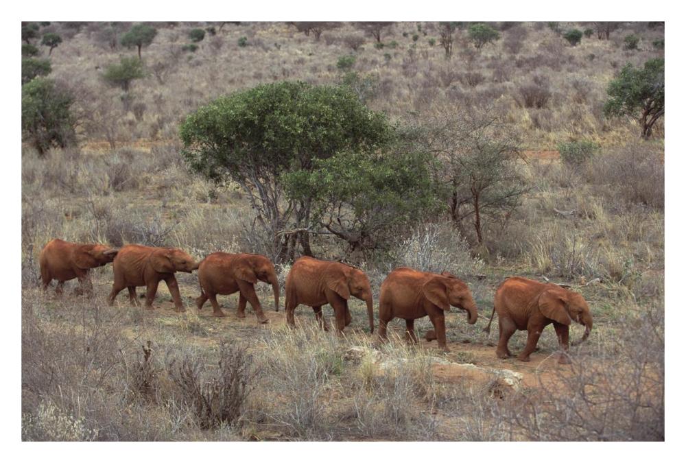African Elephant Young Orphans, Tsavo East National Park, Kenya-Paper Art-32,,X22,,