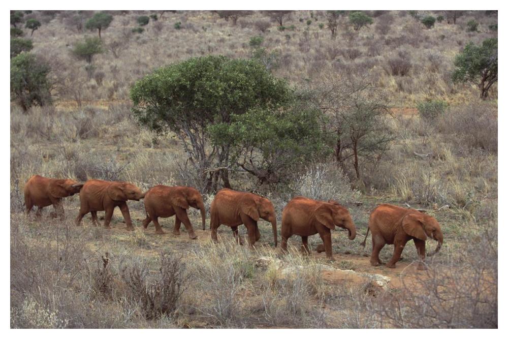 African Elephant Young Orphans, Tsavo East National Park, Kenya-Paper Art-50,,X34,,