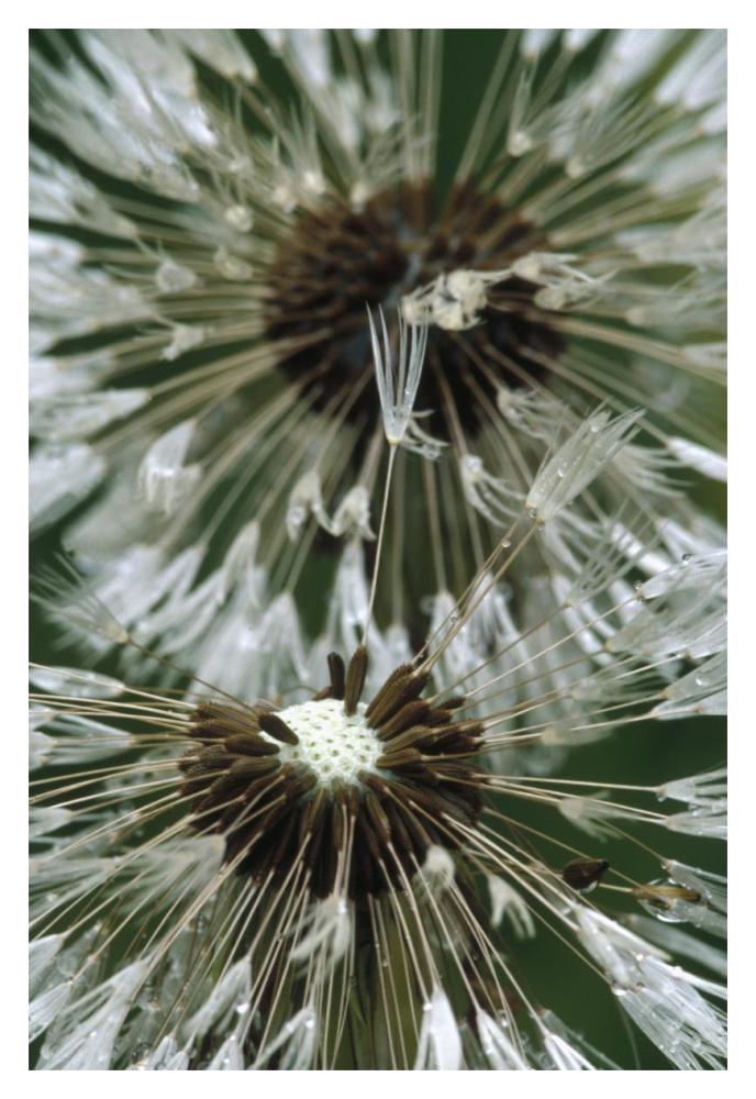 Dandelion Seed Head, North America-Paper Art-14,,X20,,