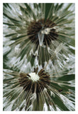 Dandelion Seed Head, North America-Paper Art-14,,X20,,