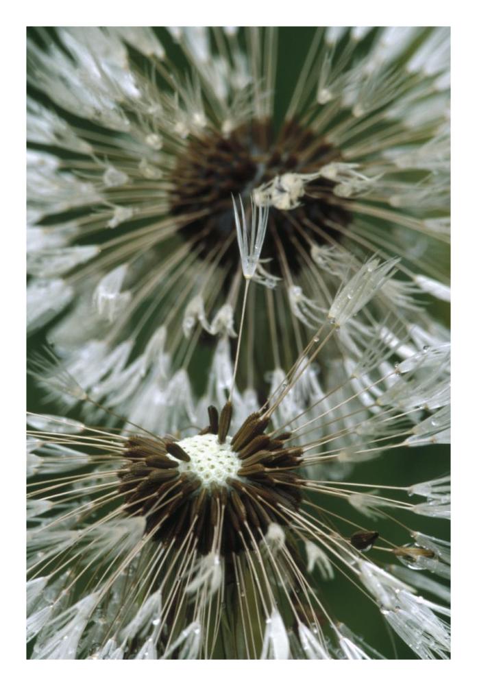 Dandelion Seed Head, North America-Paper Art-18,,X26,,