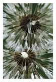 Dandelion Seed Head, North America-Paper Art-18,,X26,,