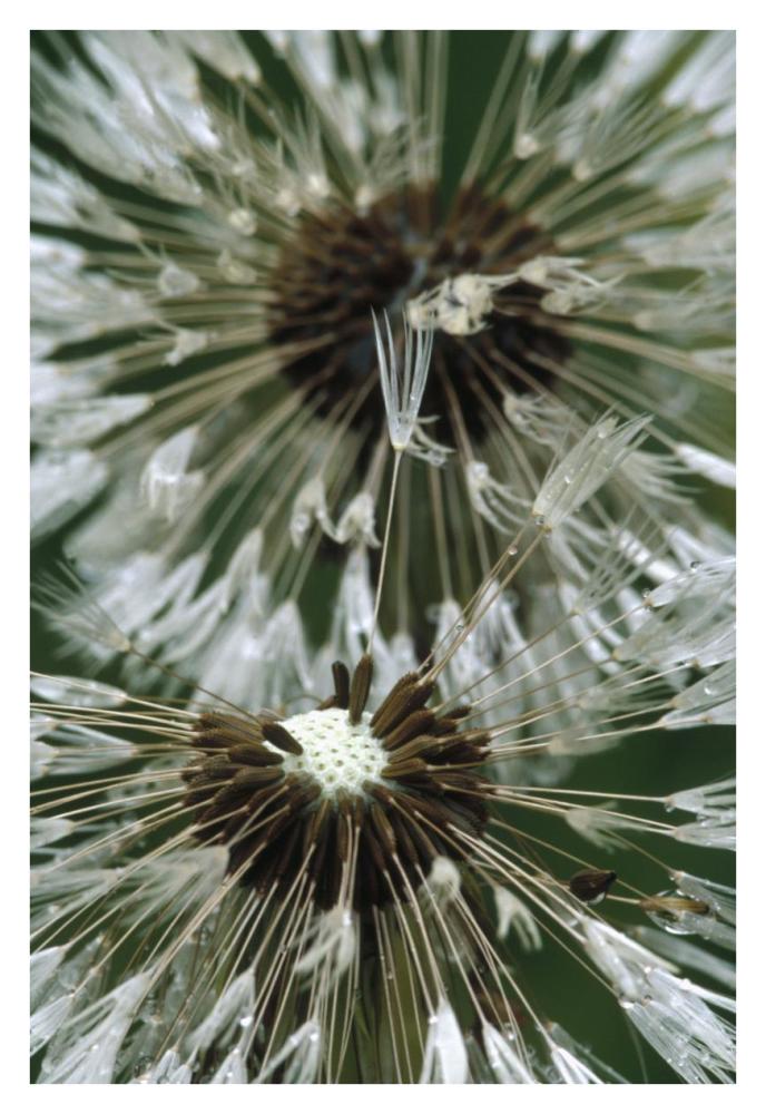 Dandelion Seed Head, North America-Paper Art-26,,X38,,