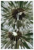Dandelion Seed Head, North America-Paper Art-34,,X50,,
