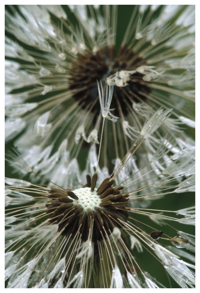 Dandelion Seed Head, North America-Paper Art-42,,X62,,