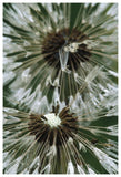 Dandelion Seed Head, North America-Paper Art-42,,X62,,