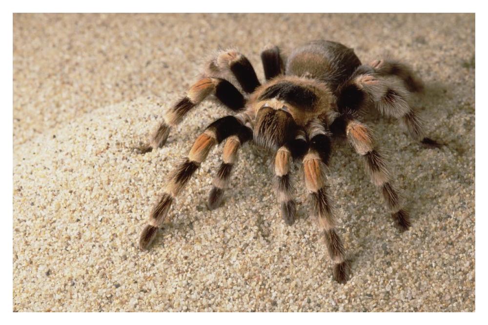 Mexican Red-Knee Tarantula Portrait, Mexico-Paper Art-20,,X14,,