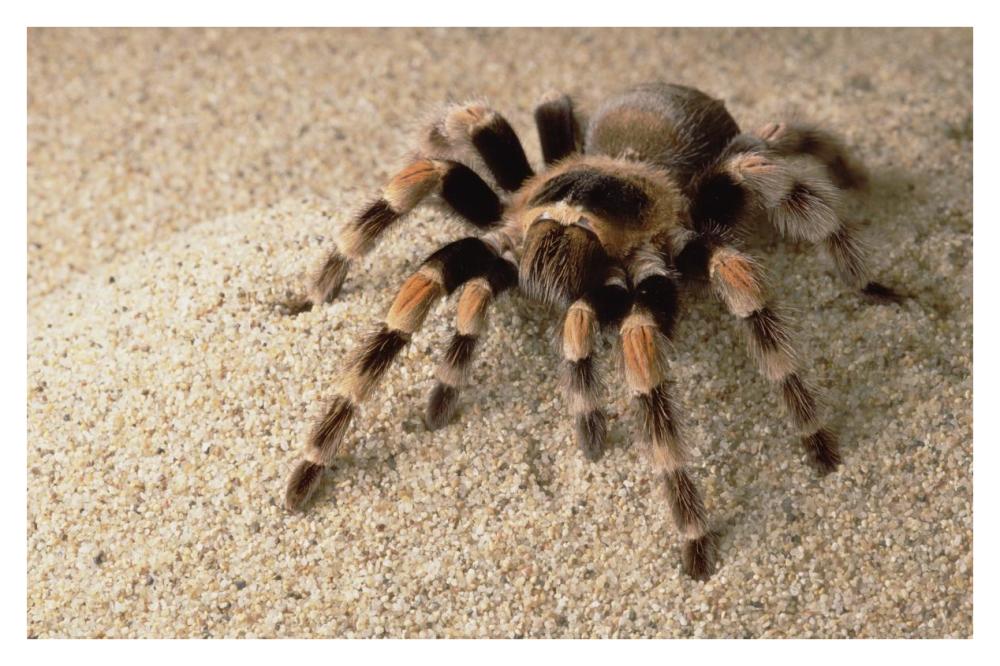 Mexican Red-Knee Tarantula Portrait, Mexico-Paper Art-38,,X26,,