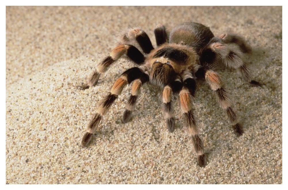 Mexican Red-Knee Tarantula Portrait, Mexico-Paper Art-50,,X34,,